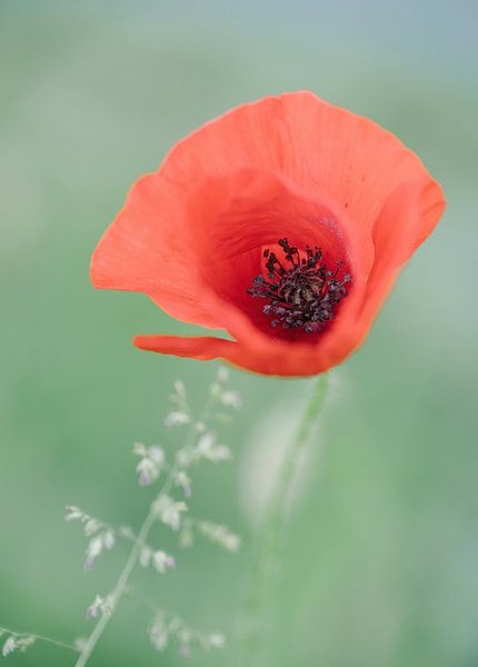 flowers part 455 by Tania Perneel