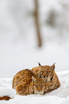 Lynxen (Lynx lynx) in de winter van Dirk Rüter