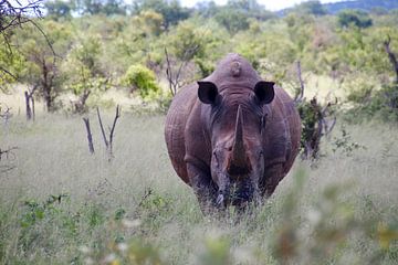 Rhino on the move van Suzy den Engelse