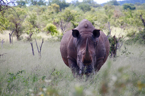 Rhino on the move
