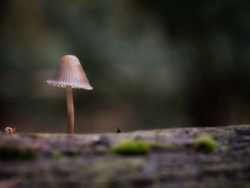 Champignon dans la forêt sur Maikel Brands