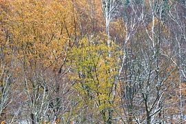 Forest in the Ore Mountains in winter by Thomas Jäger