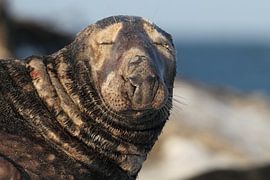 Grey Seal Bull Helgoland Island Germany by Frank Fichtmüller