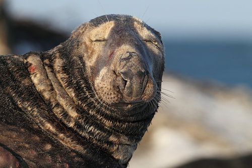 Grijze Zeehond Stier Helgoland Eiland Duitsland