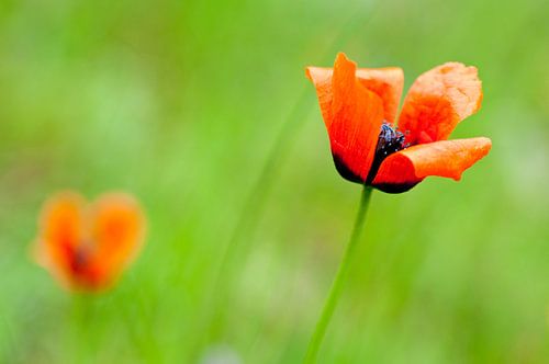 Klaprozen in het gras