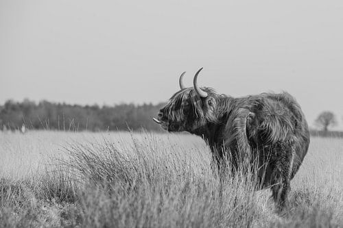 Highlander écossais