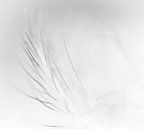 Feather in black and white van Greetje van Son thumbnail