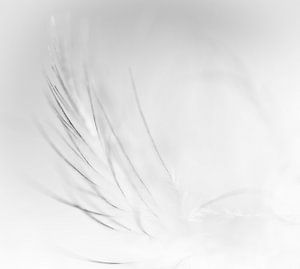 Feather in black and white sur Greetje van Son