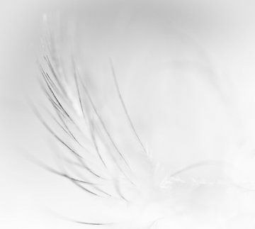 Feather in black and white