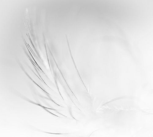 Feather in black and white