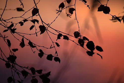 Takken van berk in het avondlicht, met tegenlicht.