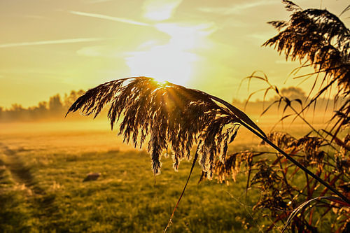 Morgenlicht im Schilf