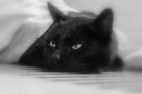 kater in zwart wit
