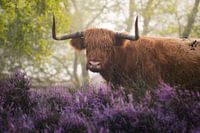 Schotse Hooglander met Paarse Heide