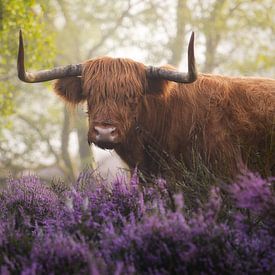 Schotse Hooglander met Paarse Heide van Albert Dros