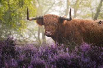 Schottischer Highlander mit Purple Heather