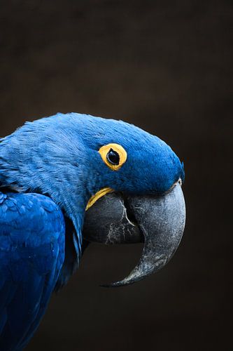 Portrait of a hyacinth macaw against a dark background. Blue parrot