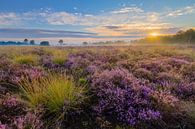 Lever de soleil Strabrechtse Heide par Joep de Groot Aperçu