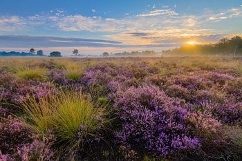Sonnenaufgang Strabrechtse Heide