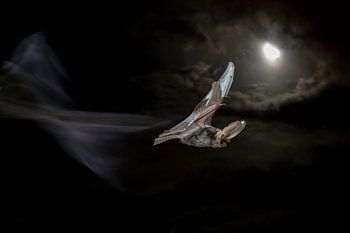 When the night comes