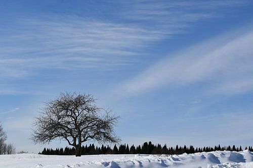 Een appelboom in een veld in de winter