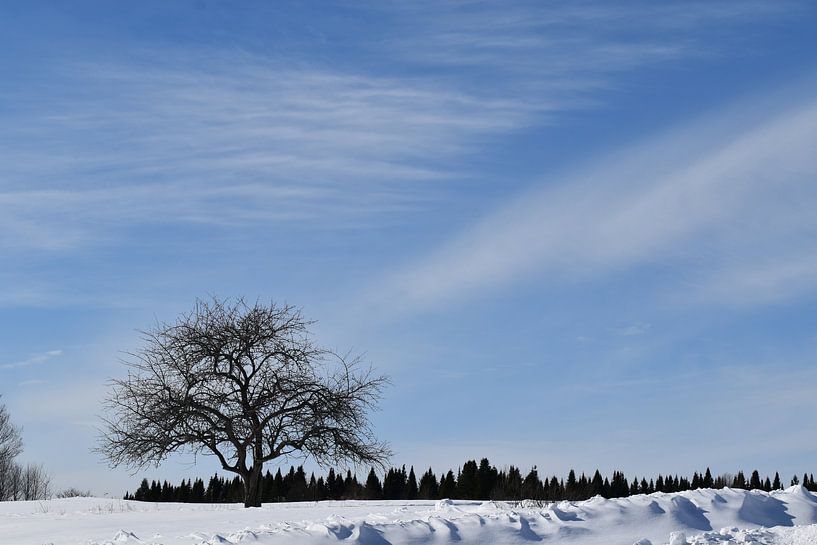 An apple tree in a field in winter by Claude Laprise