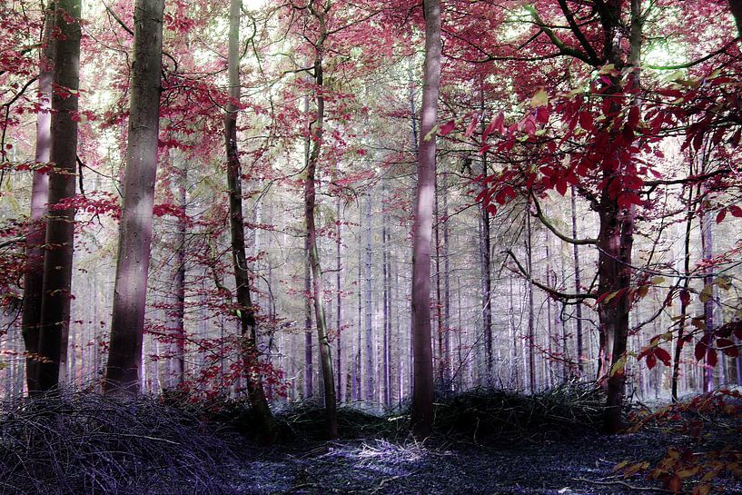 The wonder by Stephanie Köhl