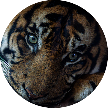 de ogen van een tijger van Jelmer Hogeling