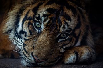 de ogen van een tijger van Jelmer Hogeling