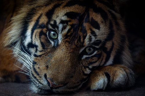 the eyes of a tiger