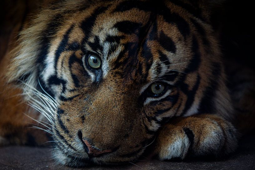 les yeux d'un tigre par Jelmer Hogeling