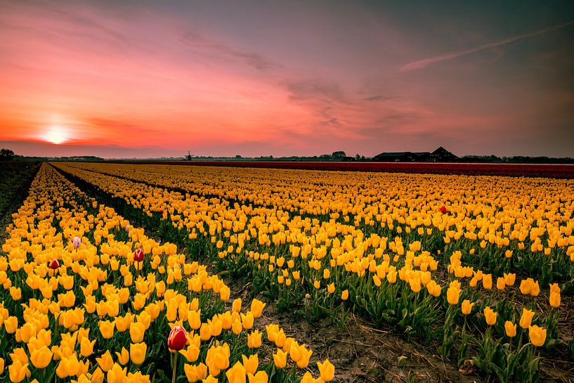 Yellow tulip field by peterheinspictures