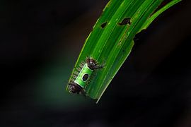 Saddle caterpillar - Colourful appearance with a hidden warning by Rick Massar