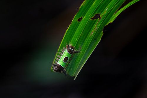 Zadelrups – Kleurrijke verschijning met een verborgen waarschuwing
