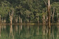 Khao Sok Lake