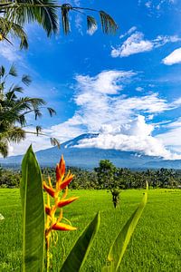 Les rizières et le volcan Agung sous le soleil