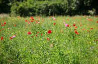 Mohnblumen von Thomas Jäger Miniaturansicht