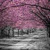 Charming cherry blossom alley in pink by Melanie Viola