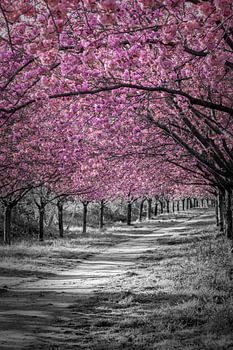 Charming cherry blossom alley in pink