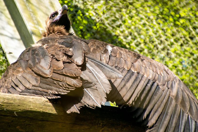 de vale Gier als Boeddha in dierentuin Ouwehand van wil spijker