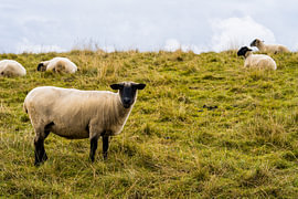Schapen op de dijk  van Catrin Grabowski