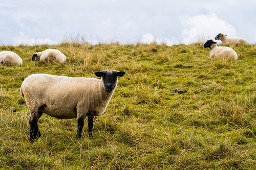 Schapen op de dijk 