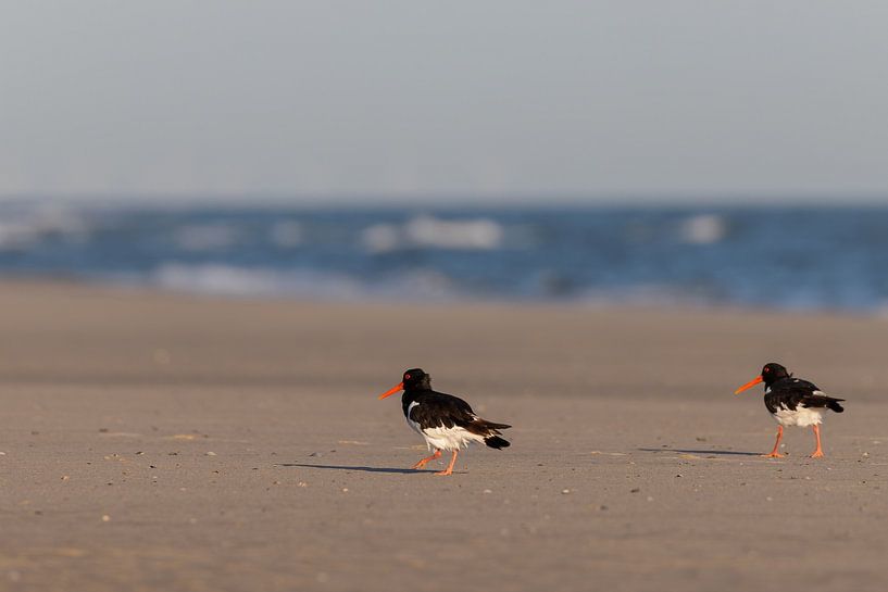 Austernfischer (Haematopus ostralegus) von Dirk Rüter