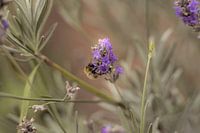Bee on Lavender