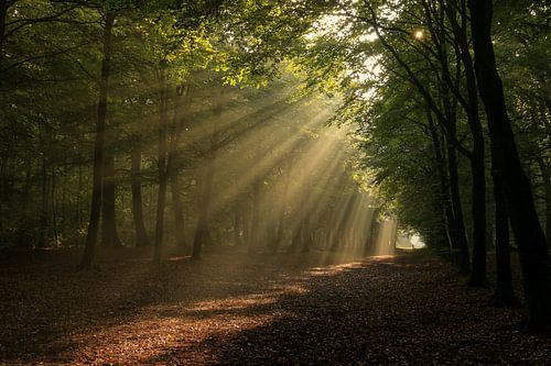 grote zonneharp boven laan in herfst bos