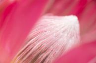hart van de roze Protea (bloem) van Marjolijn van den Berg thumbnail
