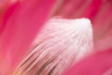 Herz der rosa Protea (Blume) von Marjolijn van den Berg