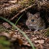 Wood mouse between moss and leaves by Christina Bauer Photos