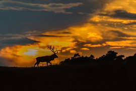 Deer in the evening light by Wim & Jur