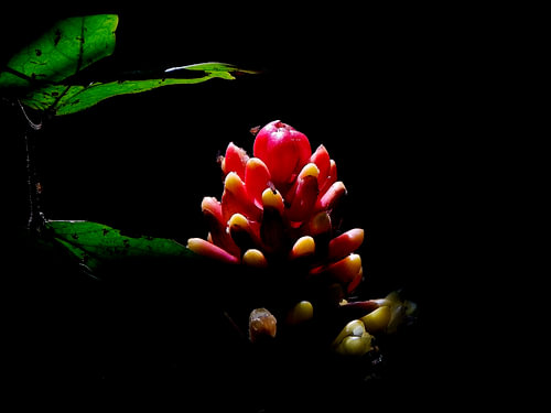 Gemberplant in Bogota